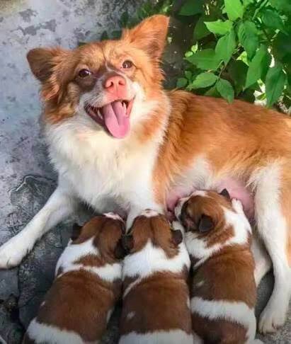 Wang Wang, a small orange-and-white dog, lying in the sun nursing her three puppies
